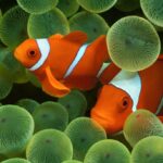 Rivelazione di iOS 16 beta 3: Apple porta per la prima volta su iPhone lo sfondo con cui Steve Jobs presentò l'iPhone 15 anni fa 3