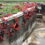 Google e l'Isola di Natale: Cavi Sottomarini o Centro Dati AI? La Smentita e le Ombre Strategiche 2